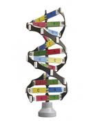 DNA Activity Model - Edulab image