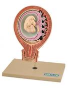 Model, Human Foetus (Each)