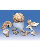 Model, Brain with Arteries - 8 parts