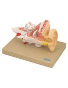 BIO/216 Model: Ear (Human) 2 times full size - 3 parts