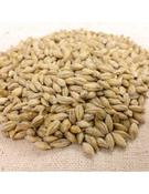 Barley Seeds, Winter - Certified. 1Kg. image
