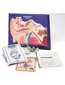Ear Model Activity Set