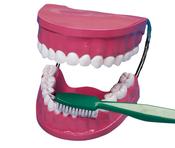 Teeth Model &amp;amp; Toothbrush Set image