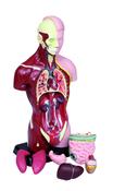 Mini Torso image