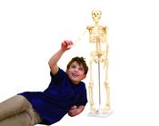 Small Skeleton