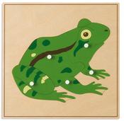 Animal Puzzles: Frog image