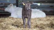 Calving Pack