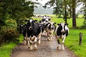 Flexothane Milking Pack