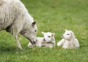 Lambing Pack