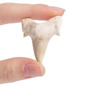 Shark Tooth 10-20mm image
