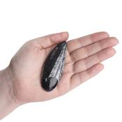 Orthoceras Pear Drop 5-10cm