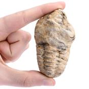 Trilobite Calymene 5-7cm