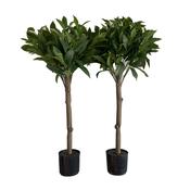 Final Clearance – Striking Faux Bay Leaf Trees - Set of 2