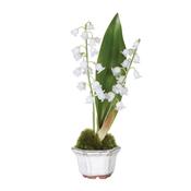 Lily of the Valley