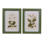 Set of 2 Scallop Primrose Framed Pictures image