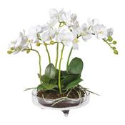 White Small Orchid Plant in Glass Bowl with Feet