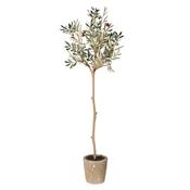 Olive Tree in Pot