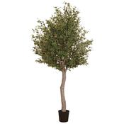 Giant Olive Tree in Pot