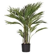 Green Areca Palm in Black Pot image