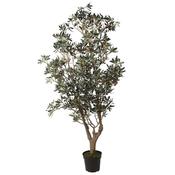 Large Olive Tree in Black Pot