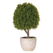 Small Boxwood Ball in Pot