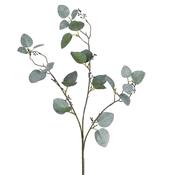 Glitter Stem Eucalyptus