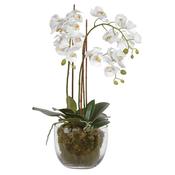 Isolde White Orchid in Glass Bowl