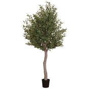 Oversized Olive Tree in Black Pot