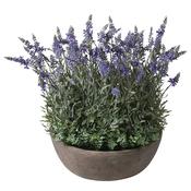 Large Potted Lavender Plant image