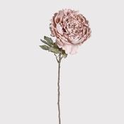 Dusky Pink Peony Stem