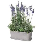 Lavender Plant in Grey Planter