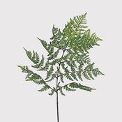 Tall Forest Bracken Stem
