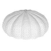 Large White Urchin Decoration