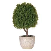 Miniature Boxwood Ball in Weathered Stone Pot