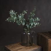 Eucalyptus Stems image