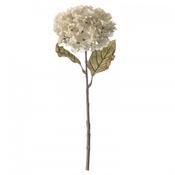 Dried Hydrangea