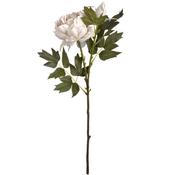 Grey Rose