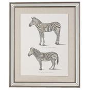 Zebra Picture image