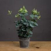 Eucalyptus In Tin Pot image