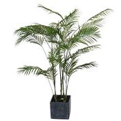 Large Potted Paradise Palm image