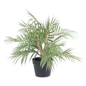 Areca Palm Plant image