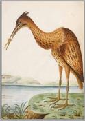 The Bittern