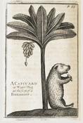 Capivard image