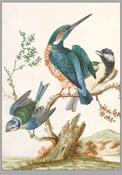 The Kingfisher image