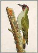 The Great Green Woodpecker image