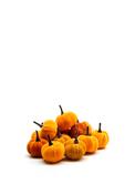 Enchante Velvet Pumpkins, 12 Pack