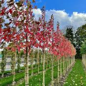 Acer x Freemanii Autumn Blaze 9.5L image