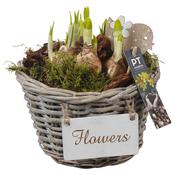 Arrangement Narcissus in willow basket