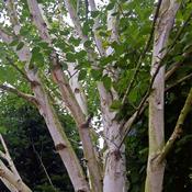 Betula Jacquemontii Multi Stemmed (Himalayan Birch)