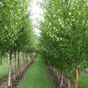 Betula Alba Fascination image